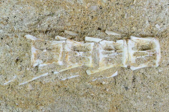 Cretaceous Fossil Fish Vertebrae In Rock - Morocco #111582